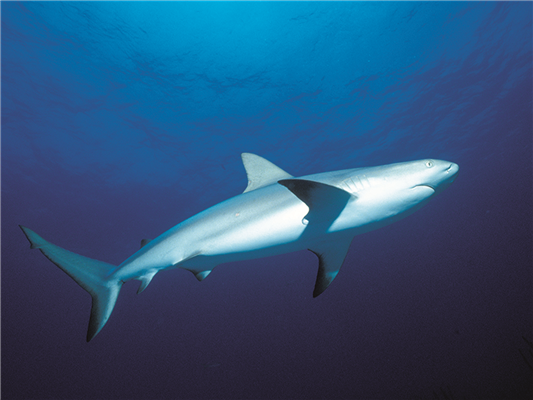 Grey Reef Sharks Of The Indo-Pacific